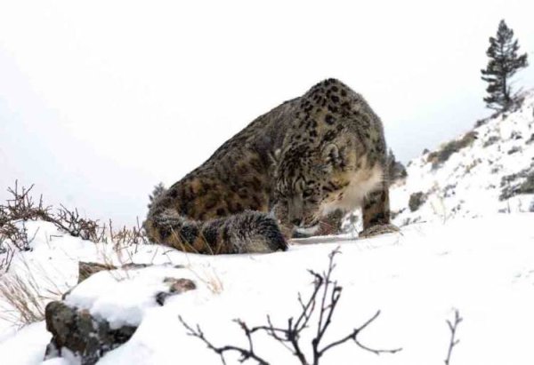 Ирбис снежный Барс охота