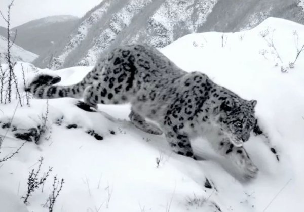 Снежный Барс зона обитания