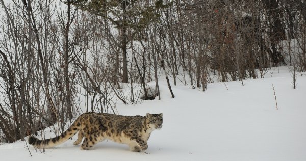 Ирбис снежный Барс охота