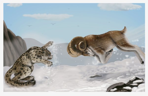 Снежный Барс и аргали