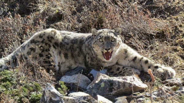 Ирбис снежный Барс охота