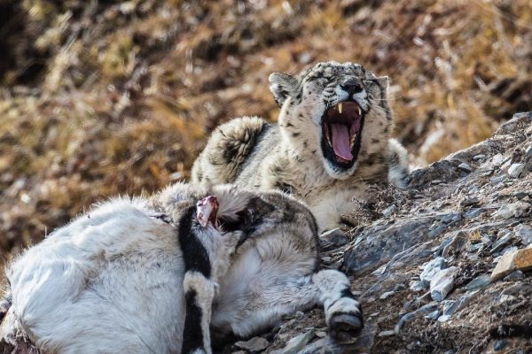 Ирбис снежный Барс охота