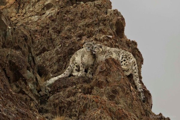 Снежный Барс в скалах