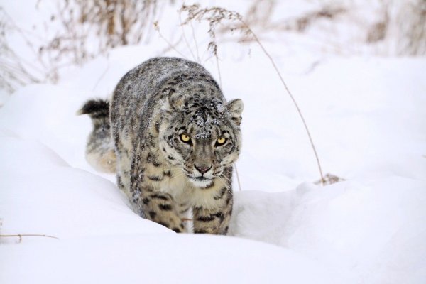 Илбирс снежный Барс