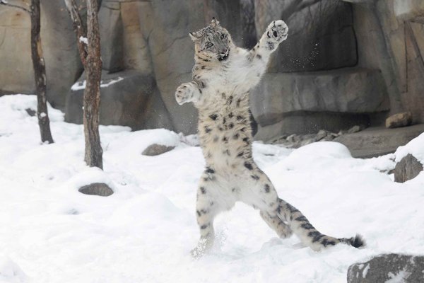 Снежный Барс на задних лапах