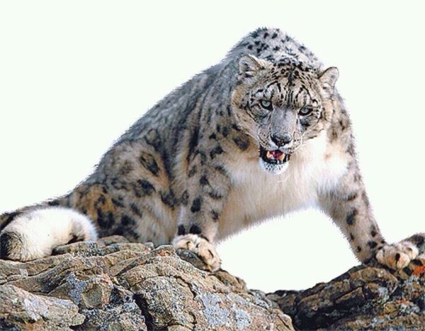 Снежный Барс на белом фоне