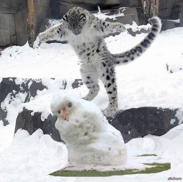 Снежный Барс и человек