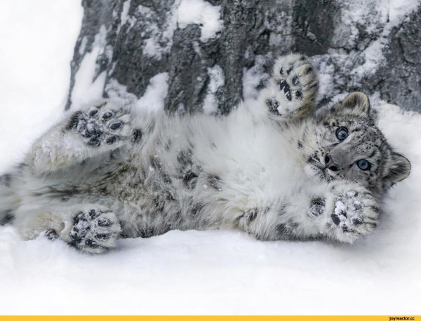 Снежный Барс, он же Ирбис