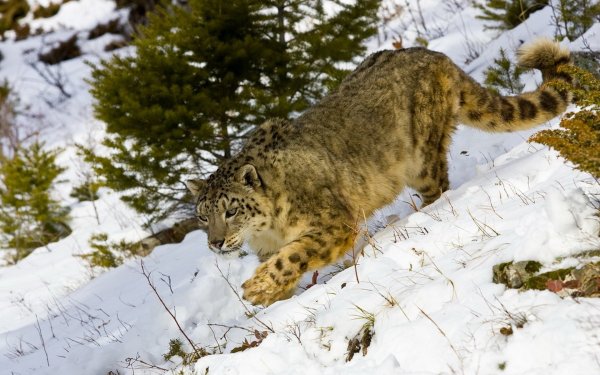 Снежный Барс Кузнецкий Алатау