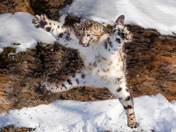 Снежный Барс лежит на снегу