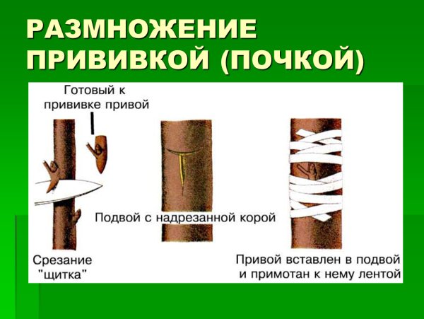 Способ размножения растений прививкой