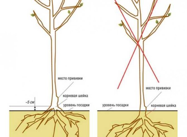 Корневая шейка саженца яблони