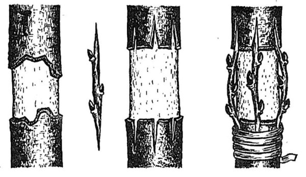 Прививка мостиком на яблоне весной