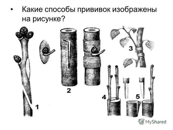 Окулировка копулировка аблактировка