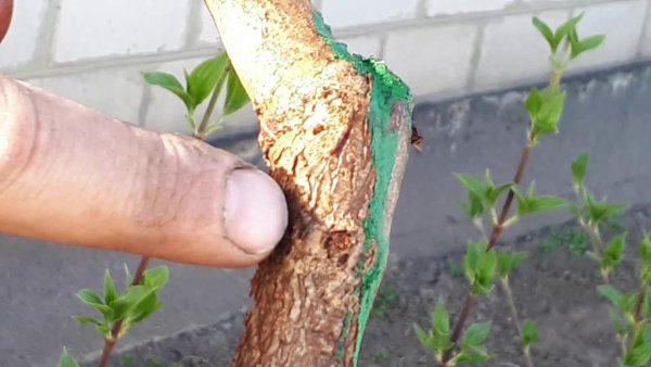 Саженец с окулировкой