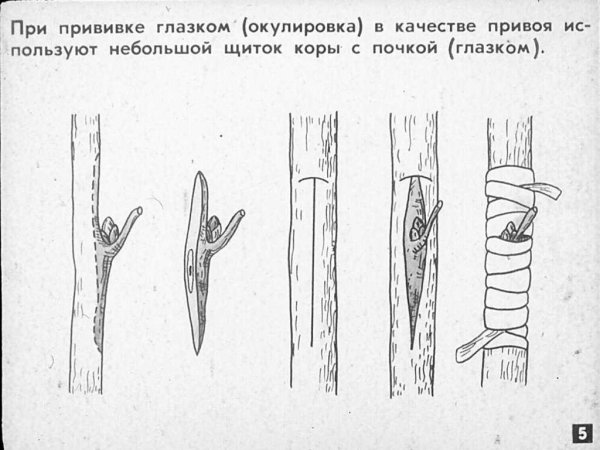 Окулировка почкой плодовых
