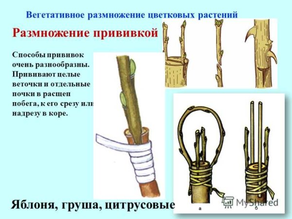 Размножение растений прививкой