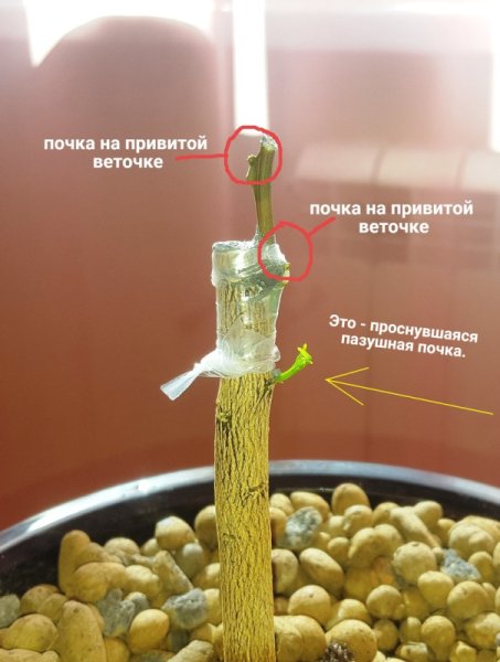 Как привить лимон картинки