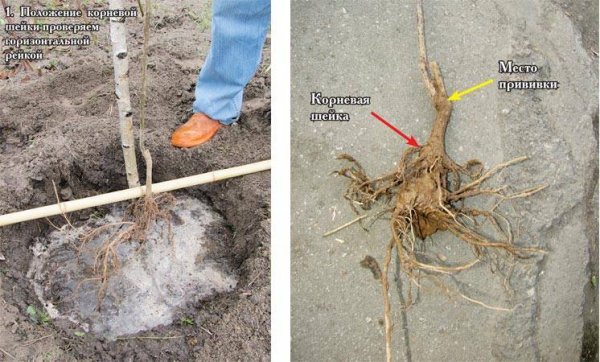 Корневая шейка саженца малины что это такое