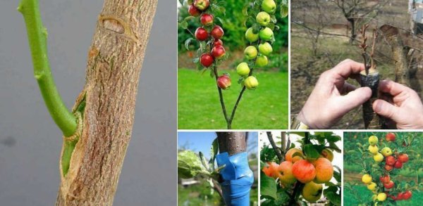 Мичурин яблоня груша прививка