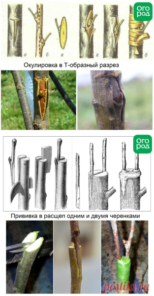 Окулировка яблони