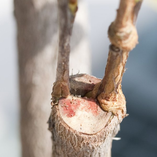 Копулировка плодовых деревьев