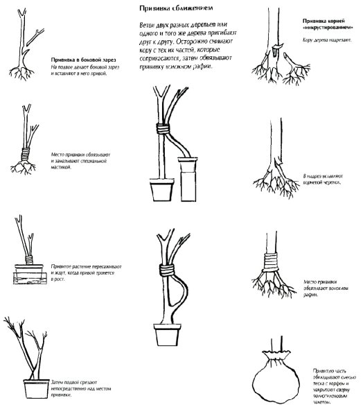 Прививка деревьев совместимость привоя и подвоя