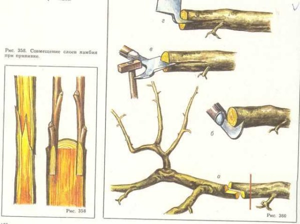 Как правильно прививать плодовые деревья