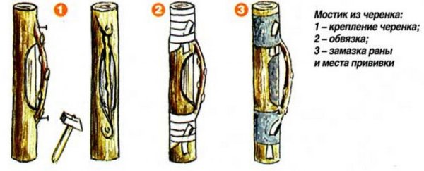 Прививка мостиком на яблоне