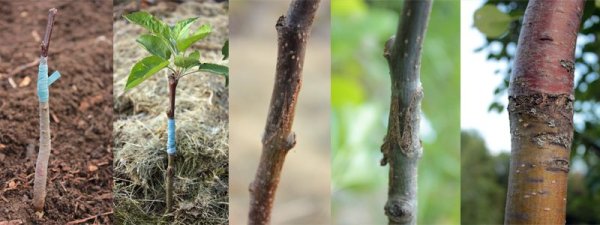 Саженец яблони дички