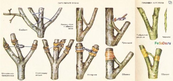 Скрепление веток яблони
