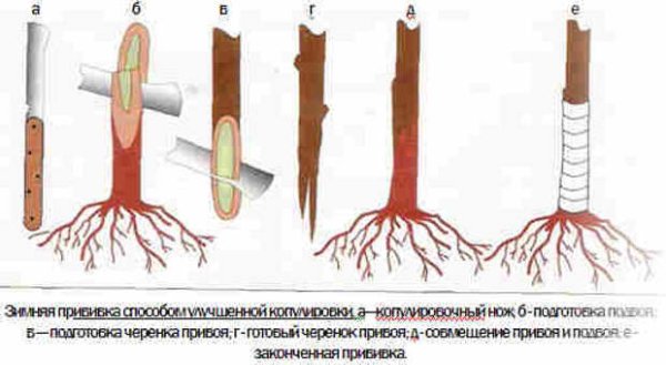 Зимой прививка черенков яблони