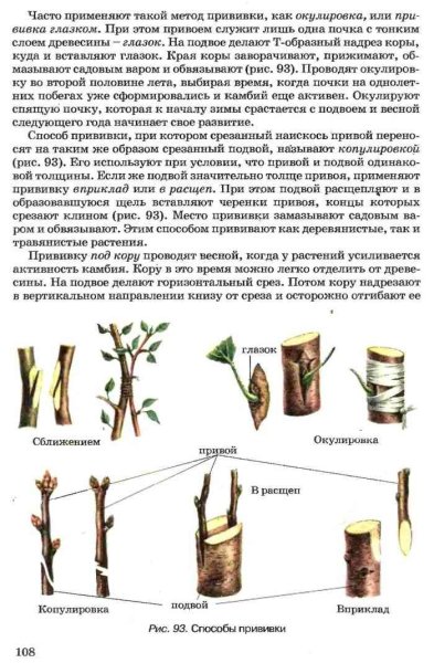 Прививка подвой привой
