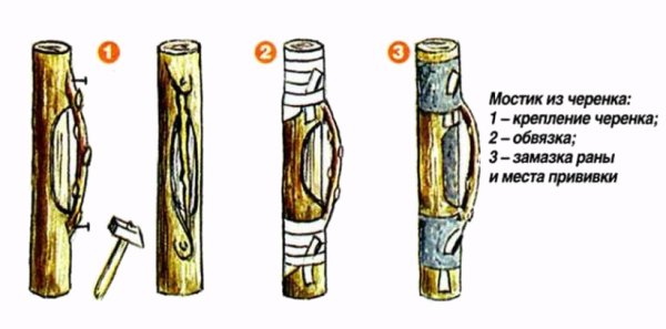 Привить черешню на вишню в расщеп