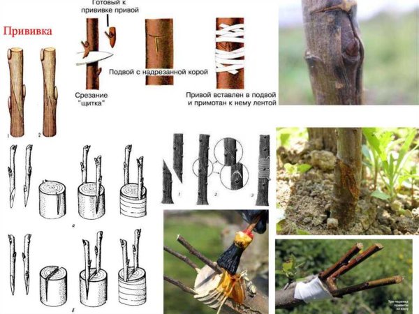 Привой и подвой