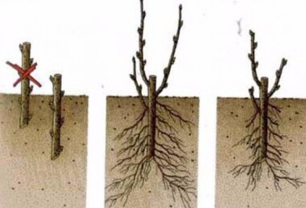 Форзиция одревесневшие черенки