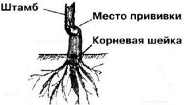 Корневая шейка заглублена саженцы
