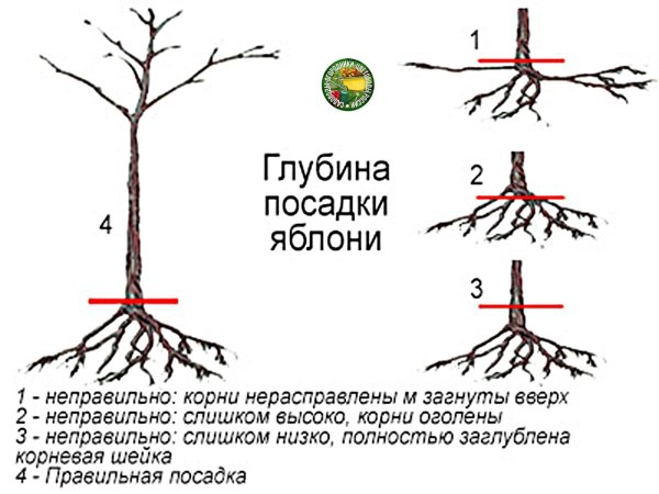 Корневая шейка у яблони