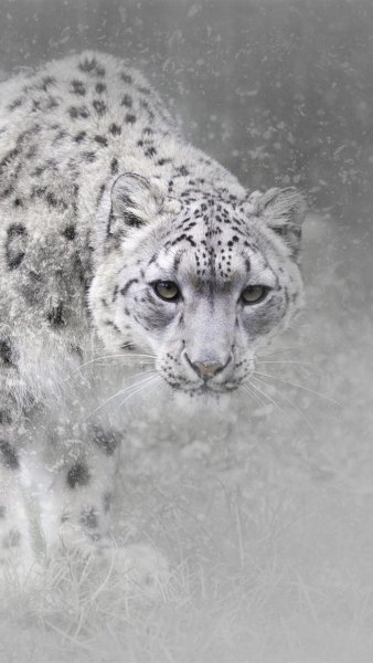 Снежный Барс и белый тигр