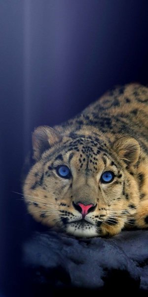 Снежный Барс и леопард