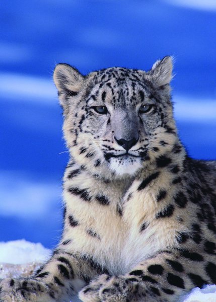 Снежный Барс и леопард