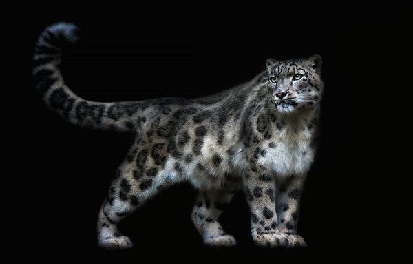 Снежный Барс на черном фоне