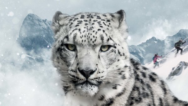 Белый Барс в горах