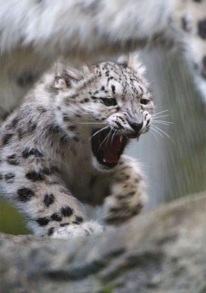 Крадущийся снежный Барс