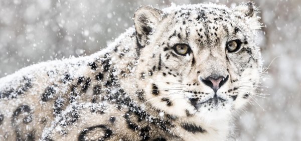 Снежный Барс на фоне снега