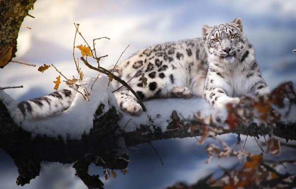 Снежный Барс Ирбис зимой