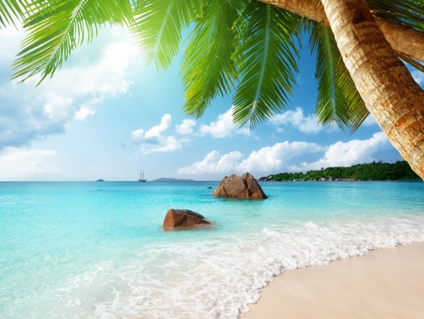 Пальмы и океан