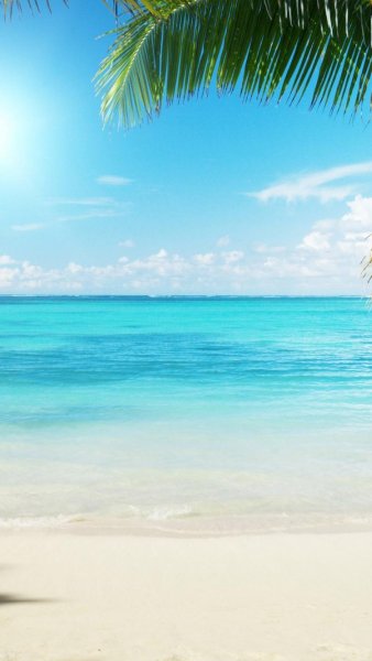 Пальмы и океан