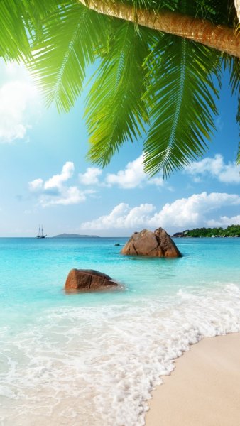 Красивые пальмы и море