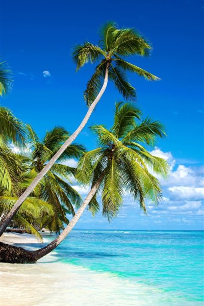 Море пляж пальмы